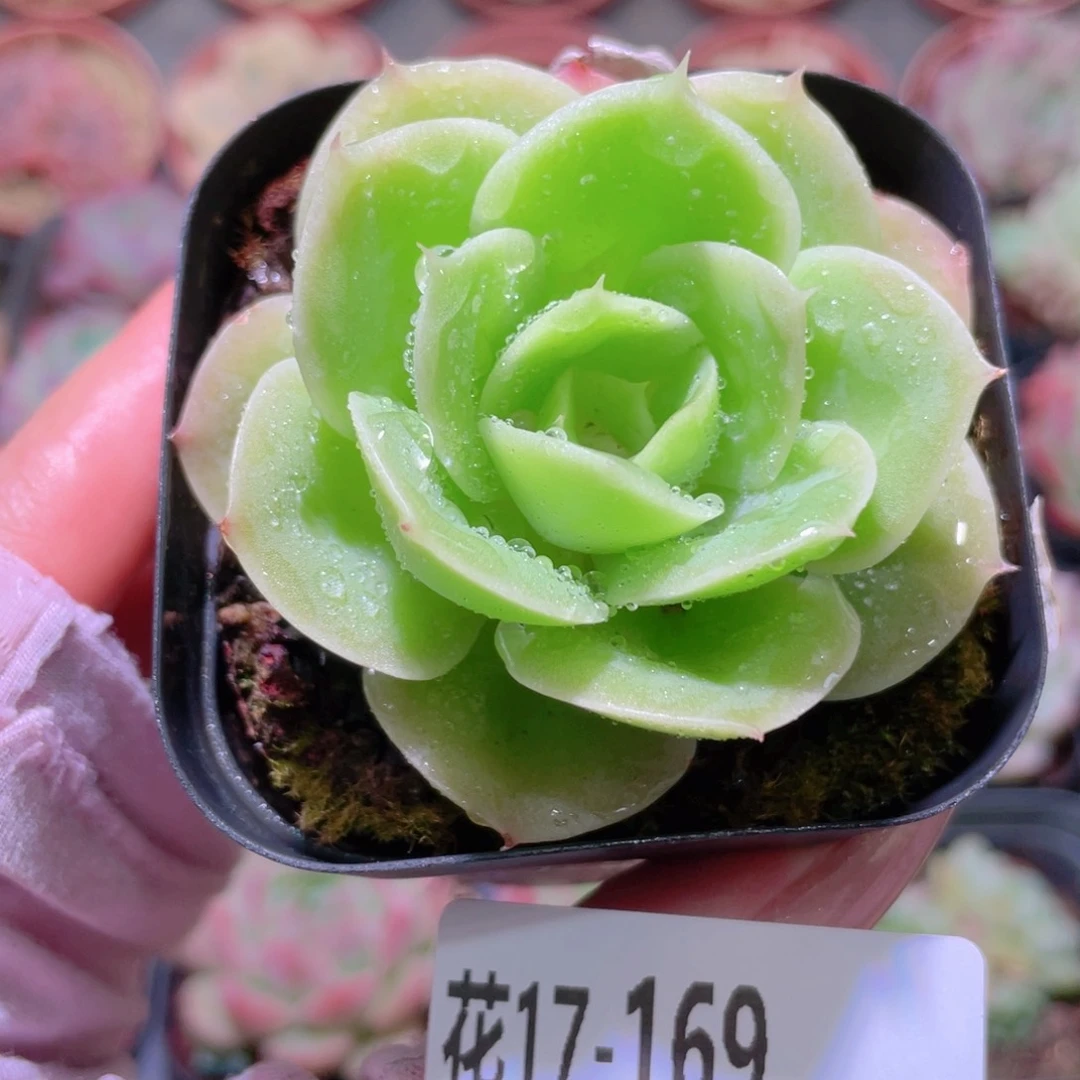 花利美17-169柠檬酸橙