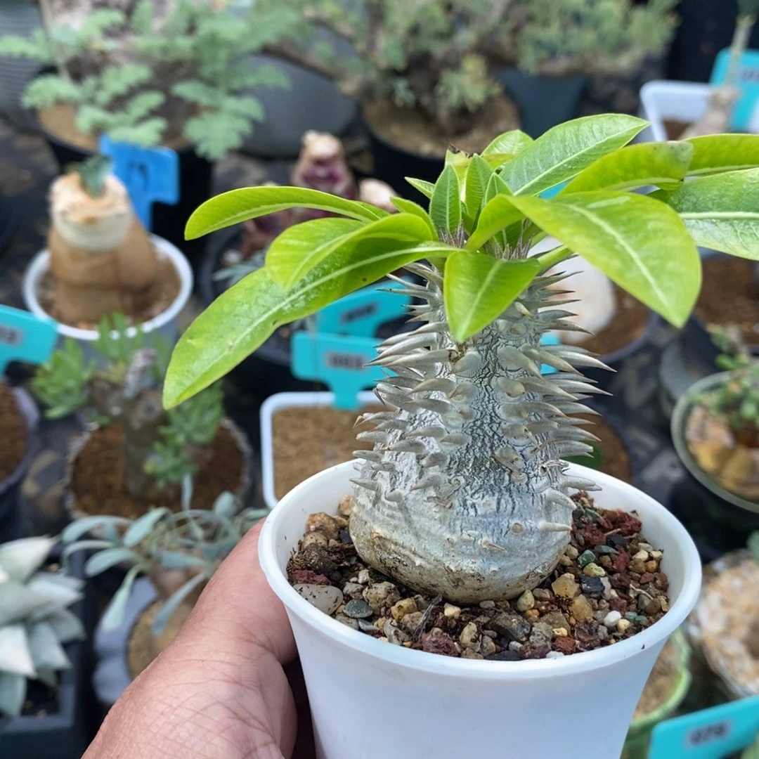 慧比大黑多肉植物