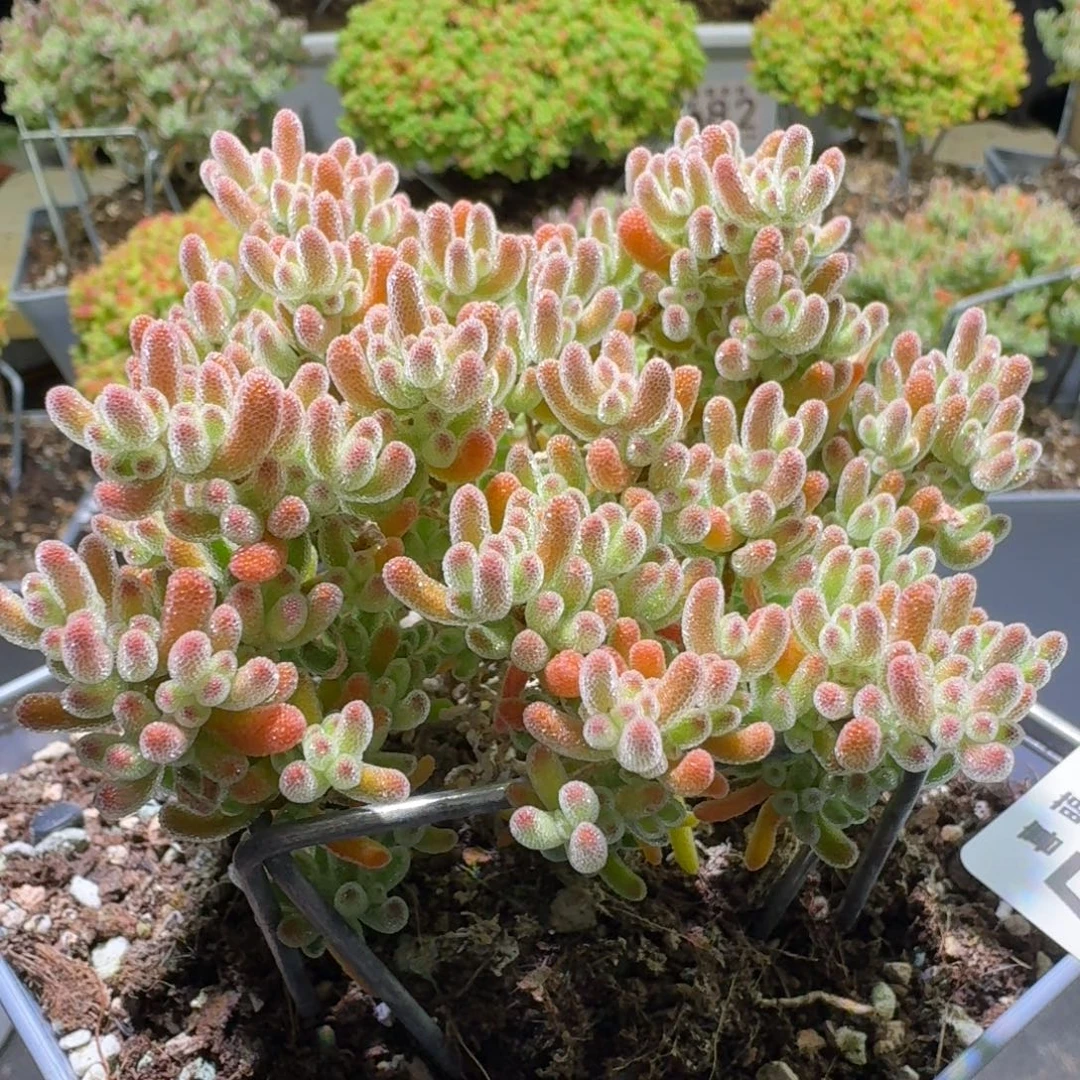 枝干番杏橘子冰晶562