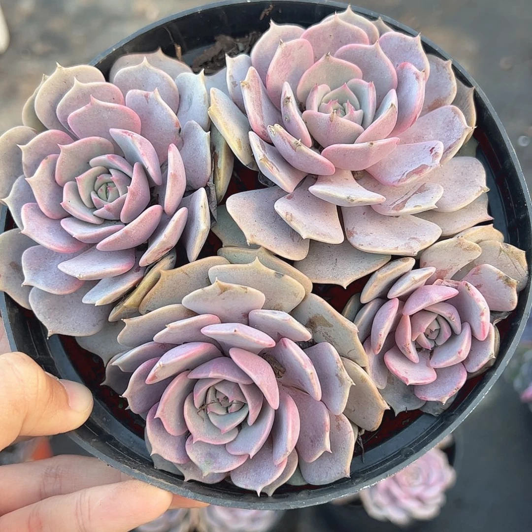 粉蝶多头群生老桩特价