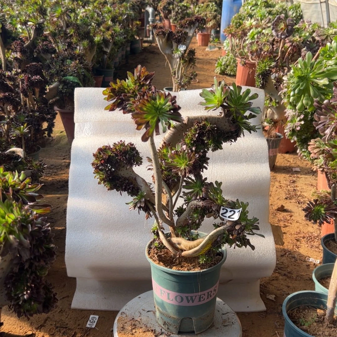 有伤黑缀221高度38厘米