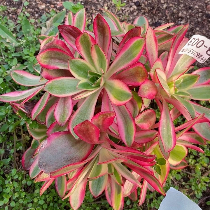 3号红膜女多肉12345678