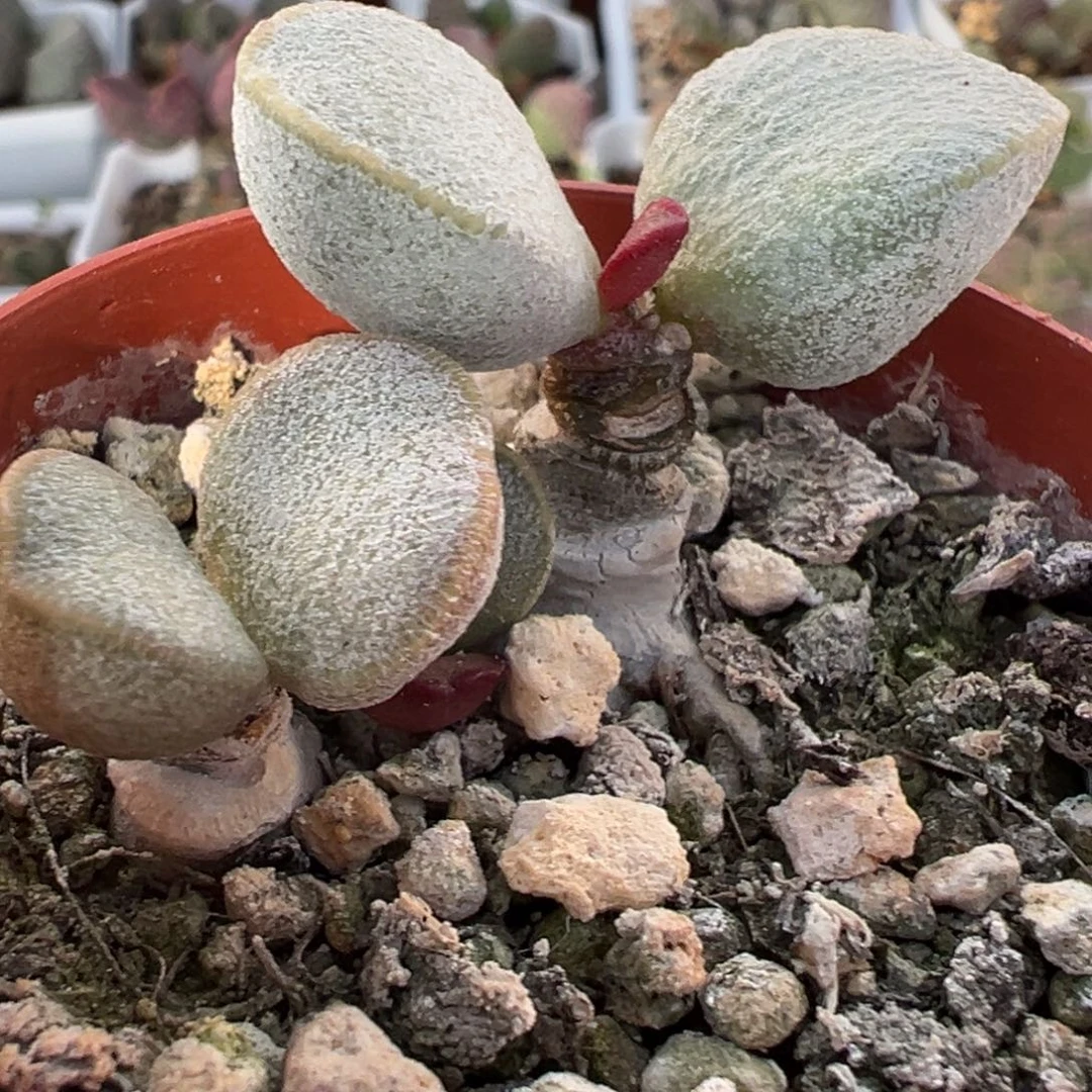 白月光多头纯木质桩多肉植物