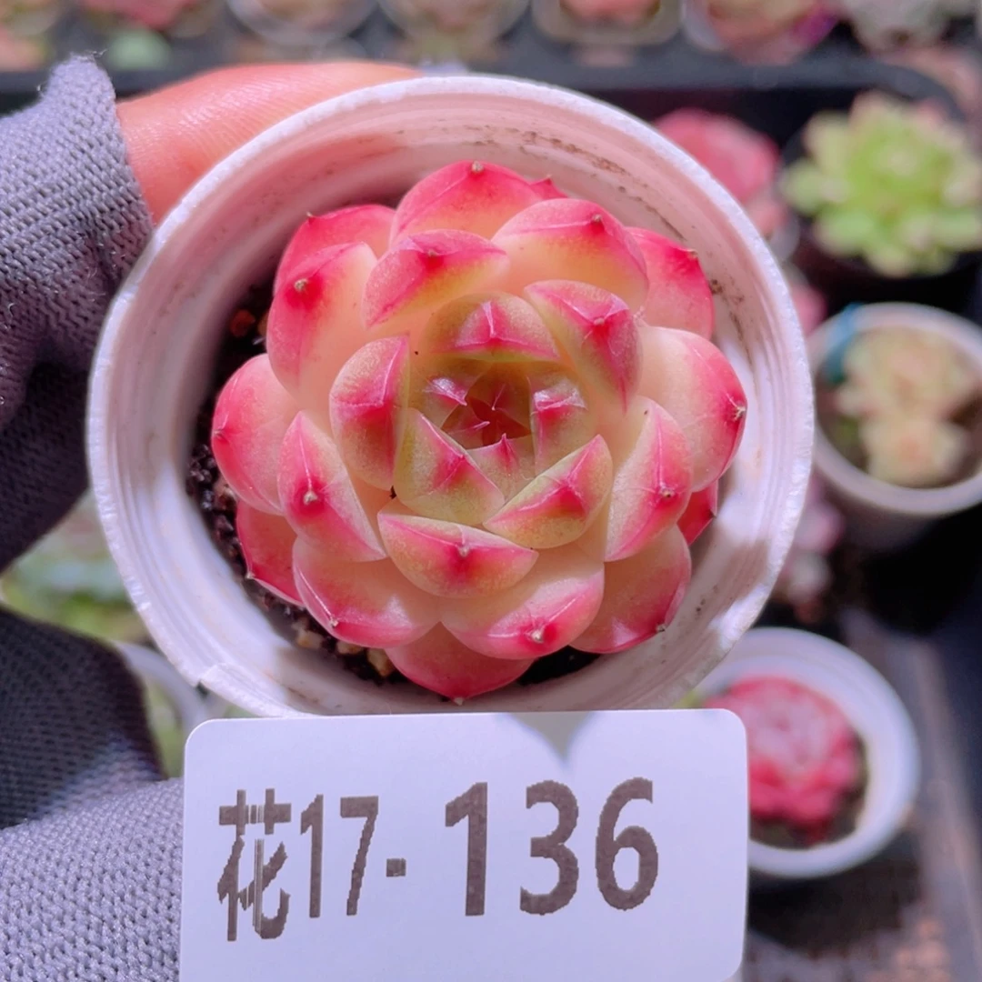 花利美17-136麦秆