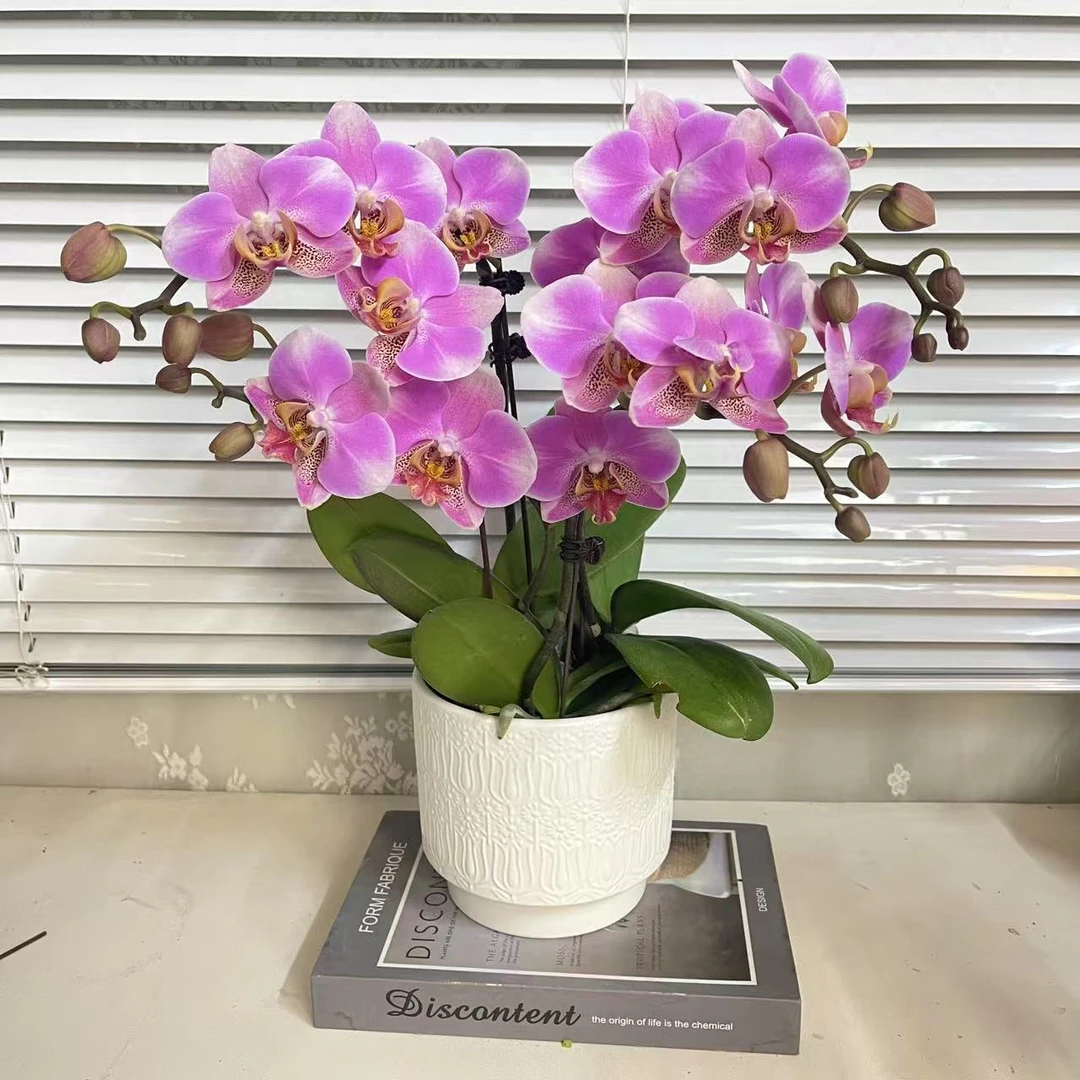 蝴蝶兰【鸿运】单花剑 年宵花 新手好养 广州源头基地直发