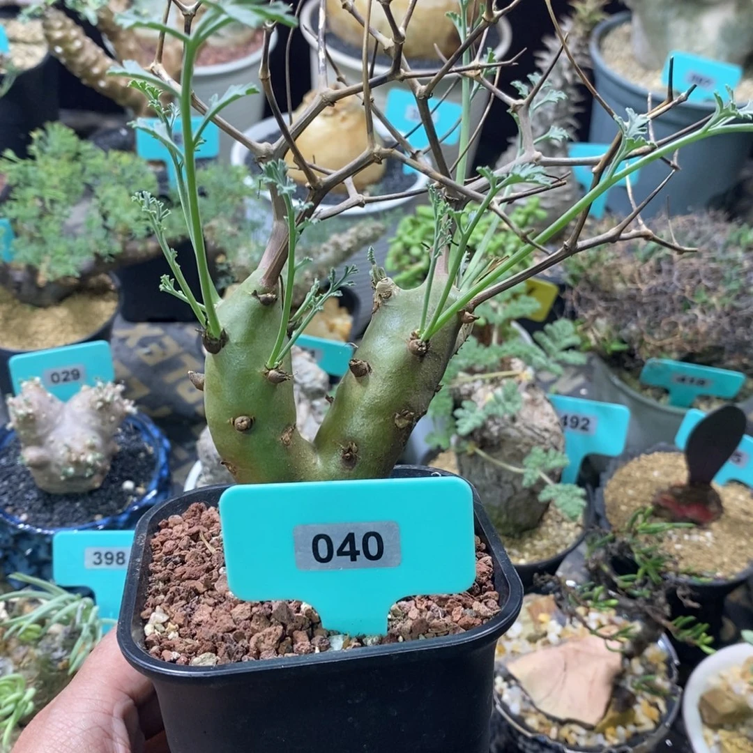 香水杨奎产地多肉植物