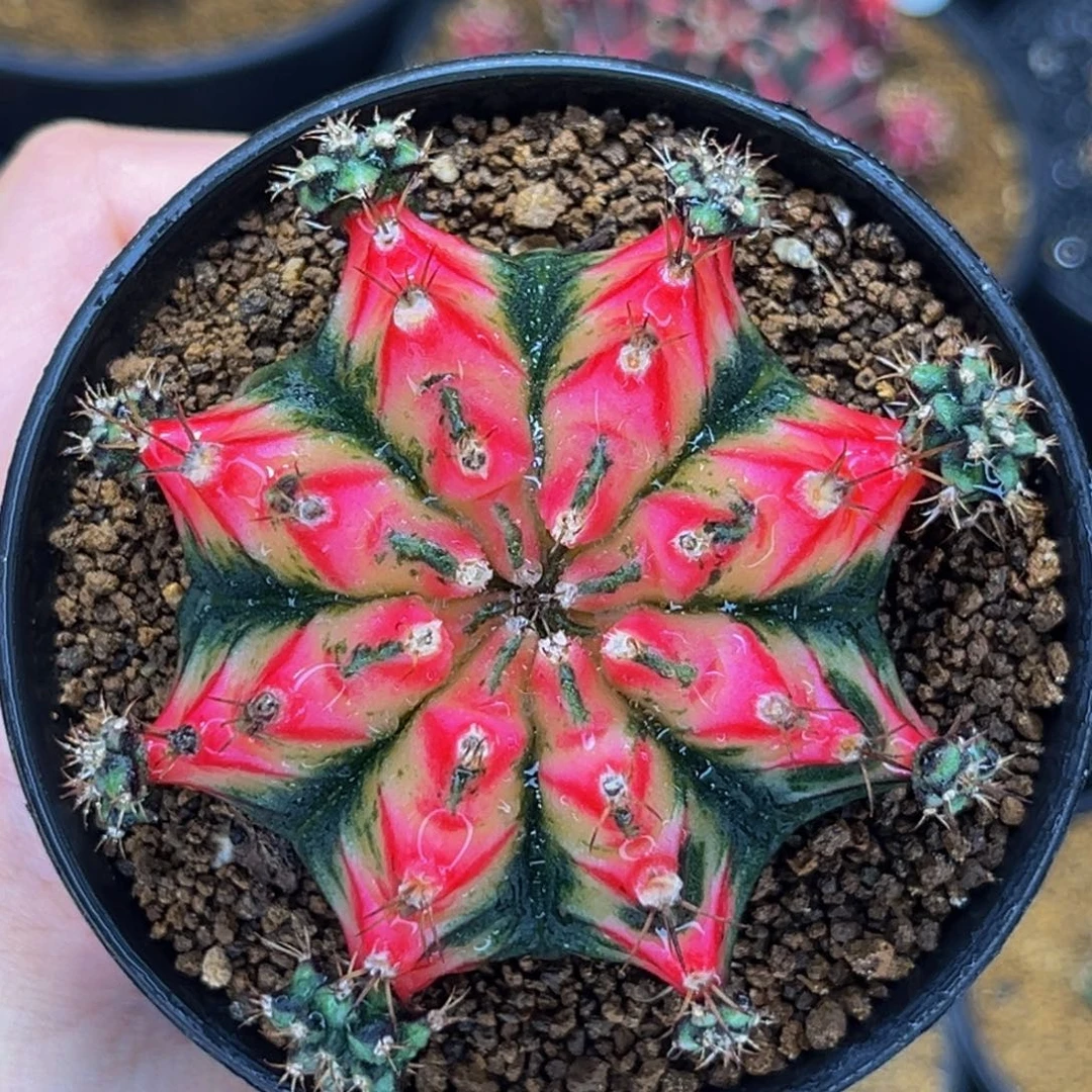 火凤凰 米哈仙人球