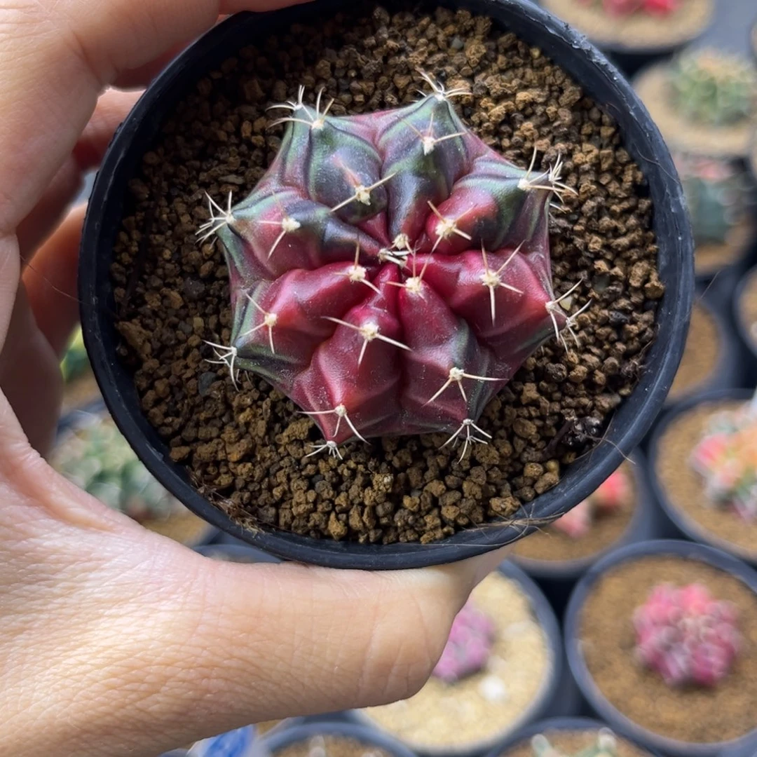 一物一拍米哈锦实生