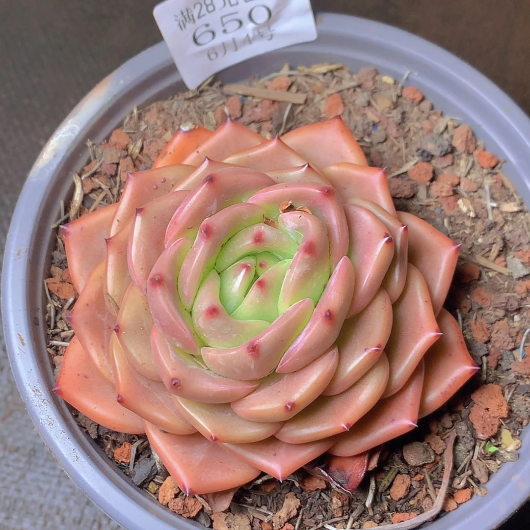 【闪购商品】云650号