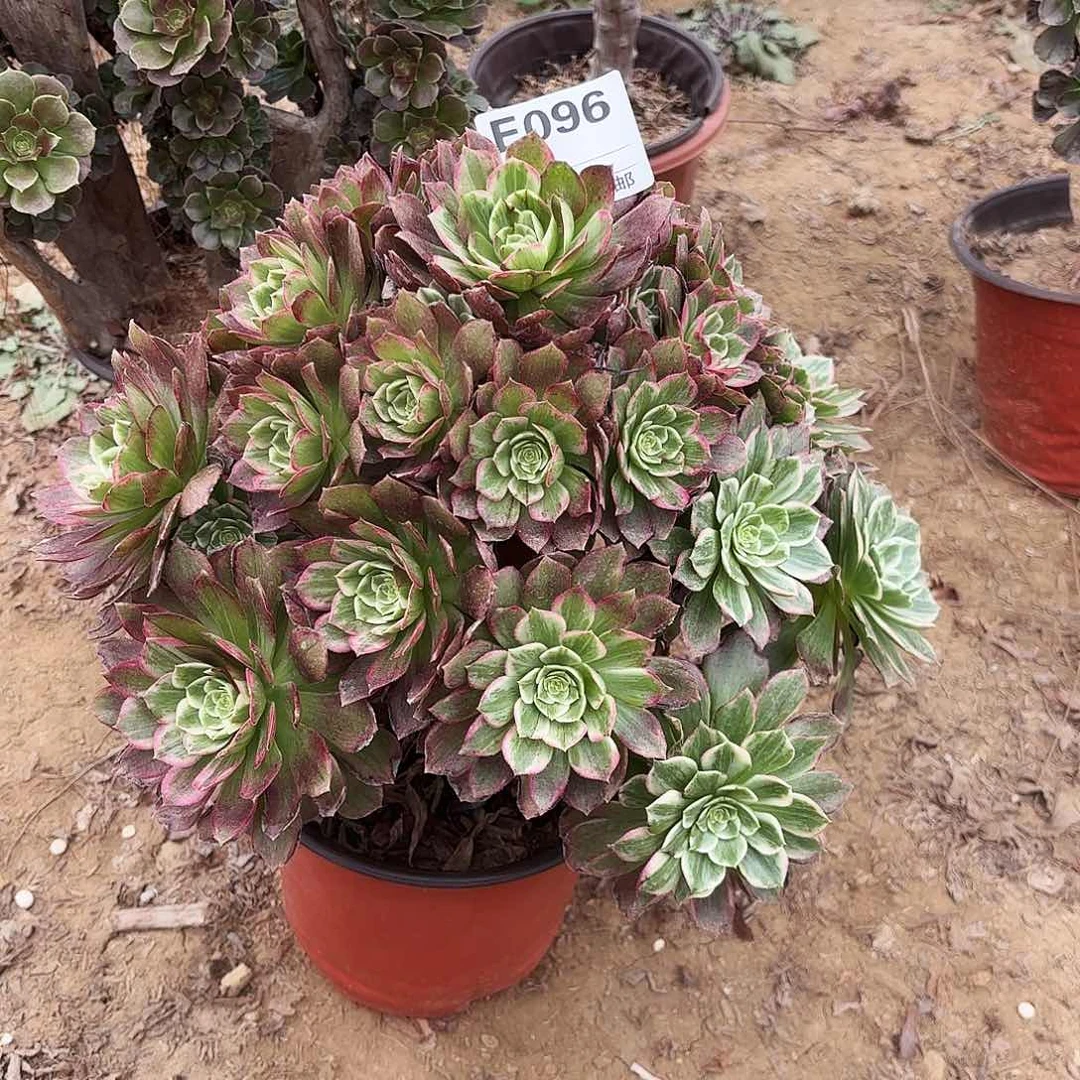 096莲花座多肉植物