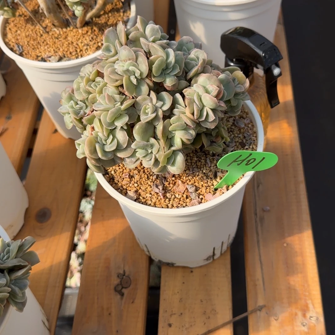 草***啵H01可爱玫瑰缀啊啊啊啊啊