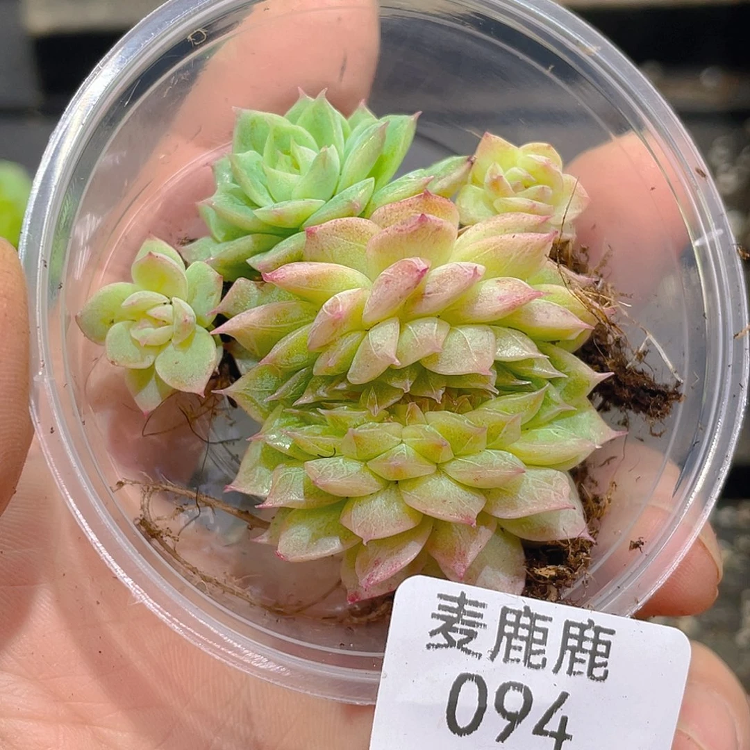 丹***姐094 定。