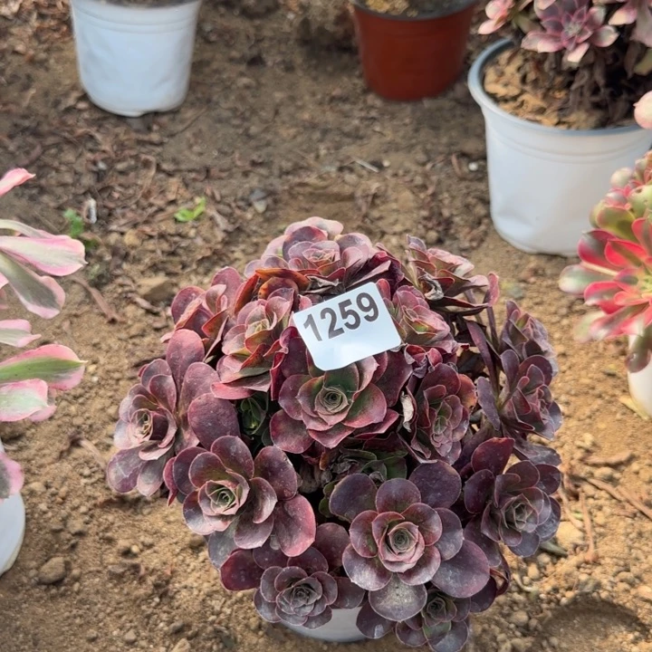 1259魅金清棚处理不包断枝