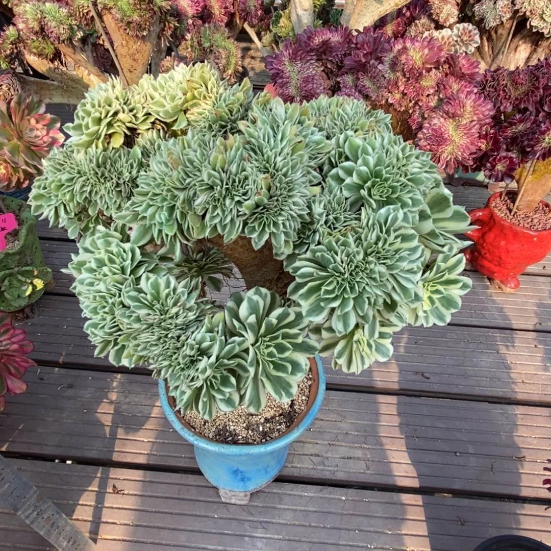 迈巴赫缀化缀化缀化