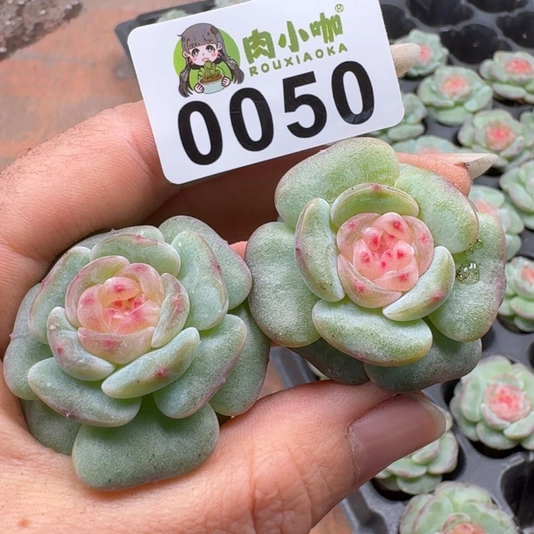 多肉植物多肉植物