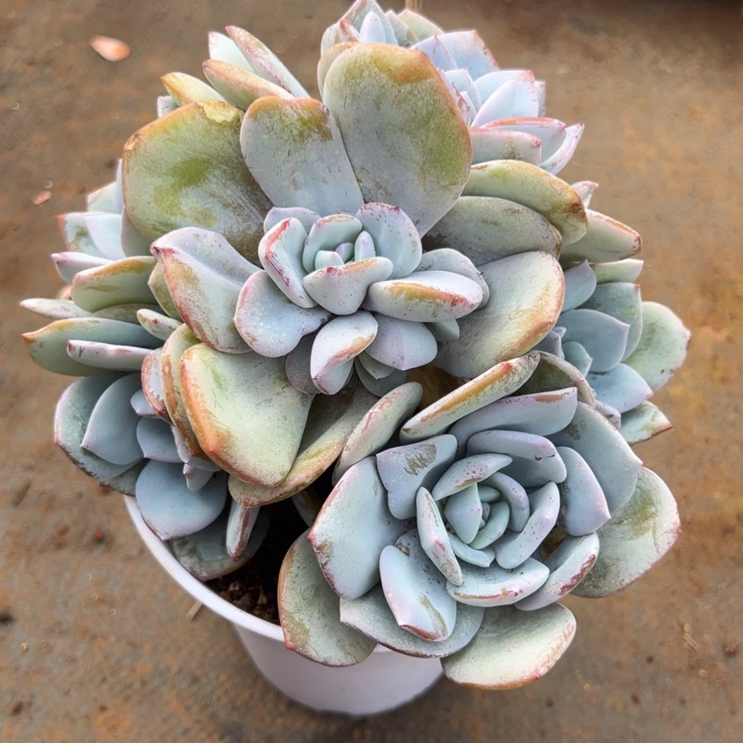 7头奶茶呀呀呀呀呀呀呀呀