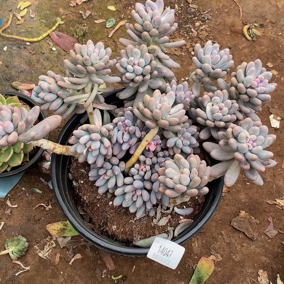 陈***姐婴儿手指14 47多肉多肉