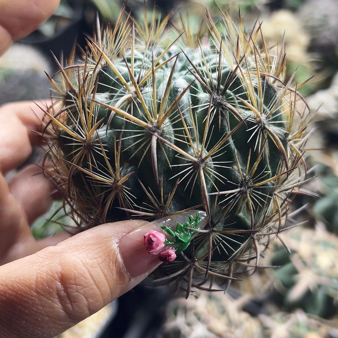 虎抓有根仙人球6666666