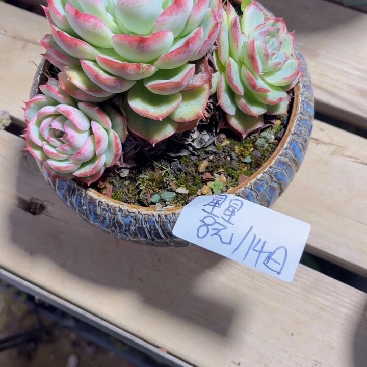 多肉植物一物一拍满29元包邮夏景多肉基地