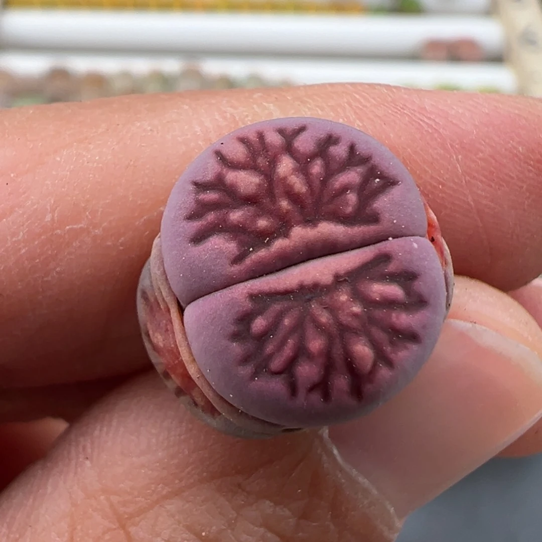 3.8好看的多肉脱土发货530