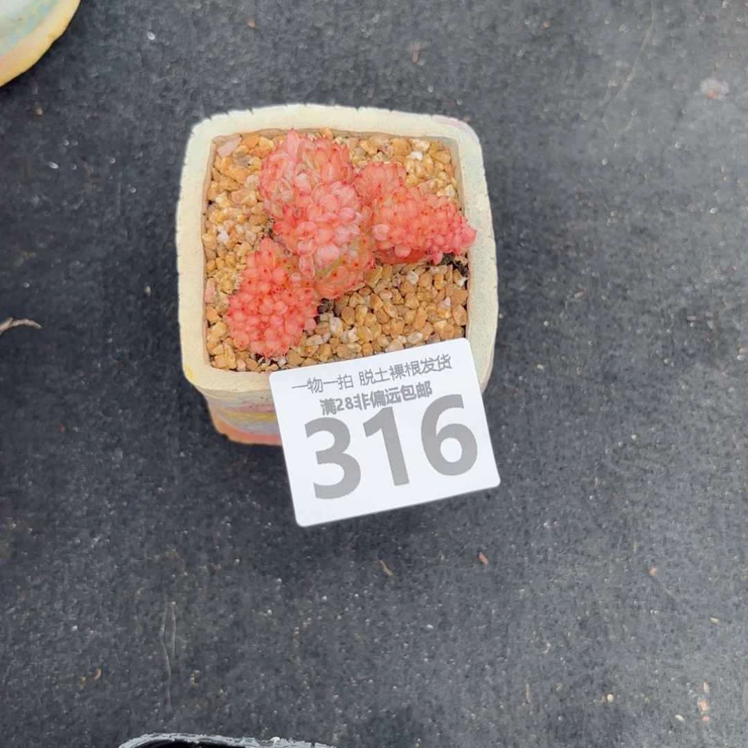 白胖子缀化多肉多肉多肉多肉多肉
