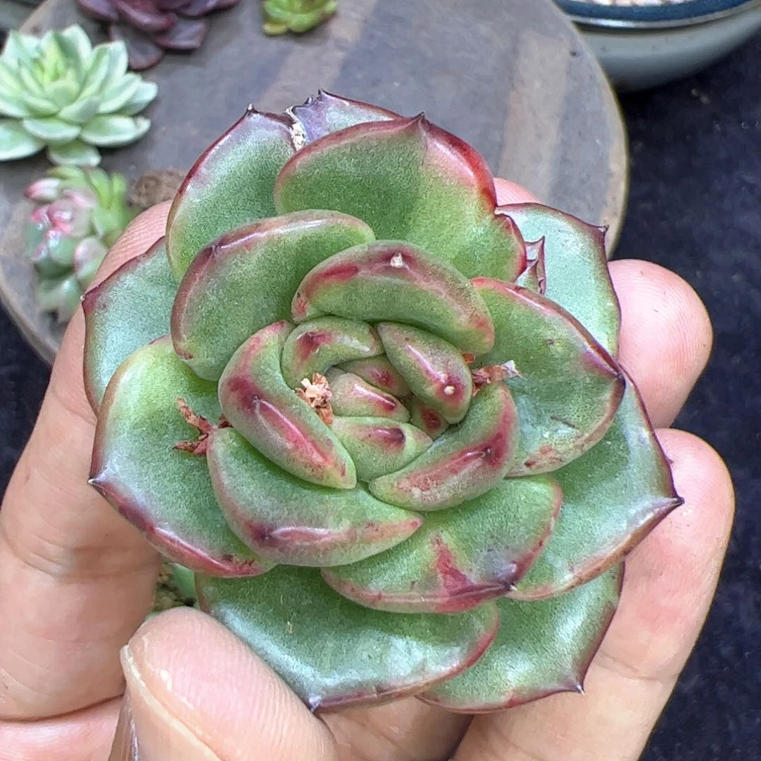 宽叶个体锦，多肉植物