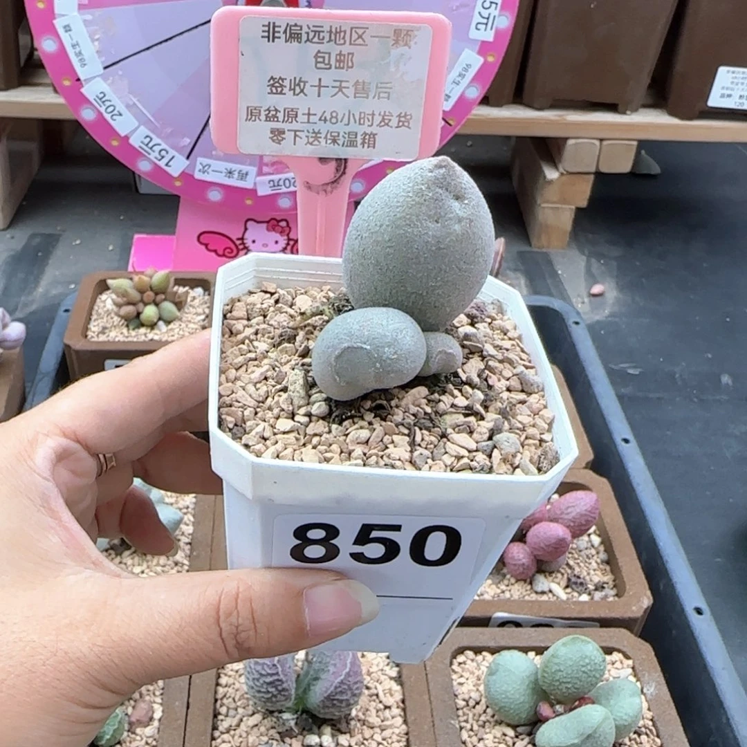 亦*850哈密瓜多肉植物