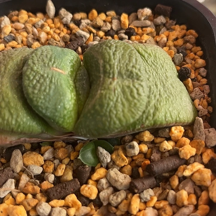 618脱土发货111111111