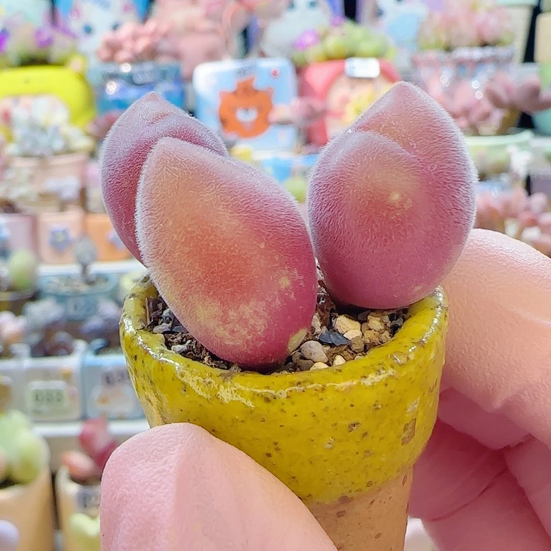 L 粉红蟹钳 盆口2.5cm