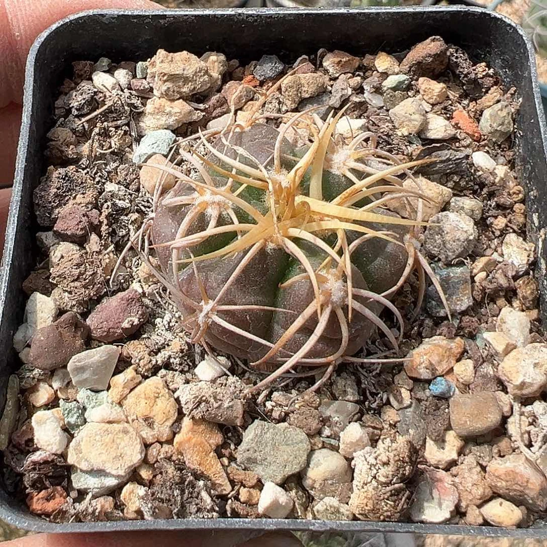 海王丸，子播实生，仙人球