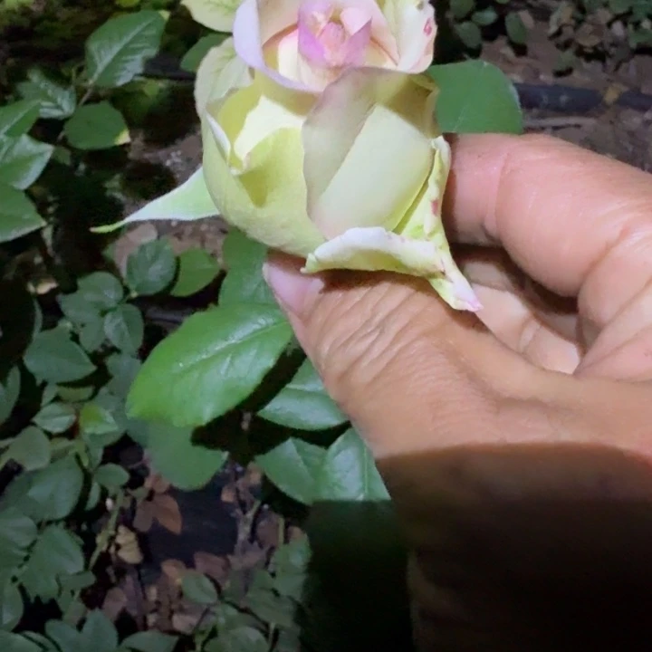 无花朵粉红色旅行小苗