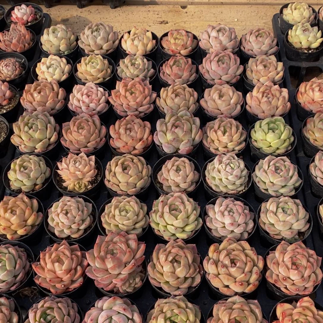 987多肉植物纤维面膜的功效