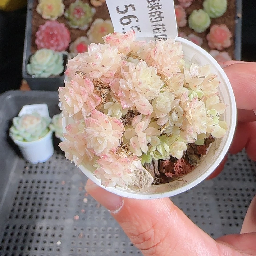 1206-565多肉群生不包整