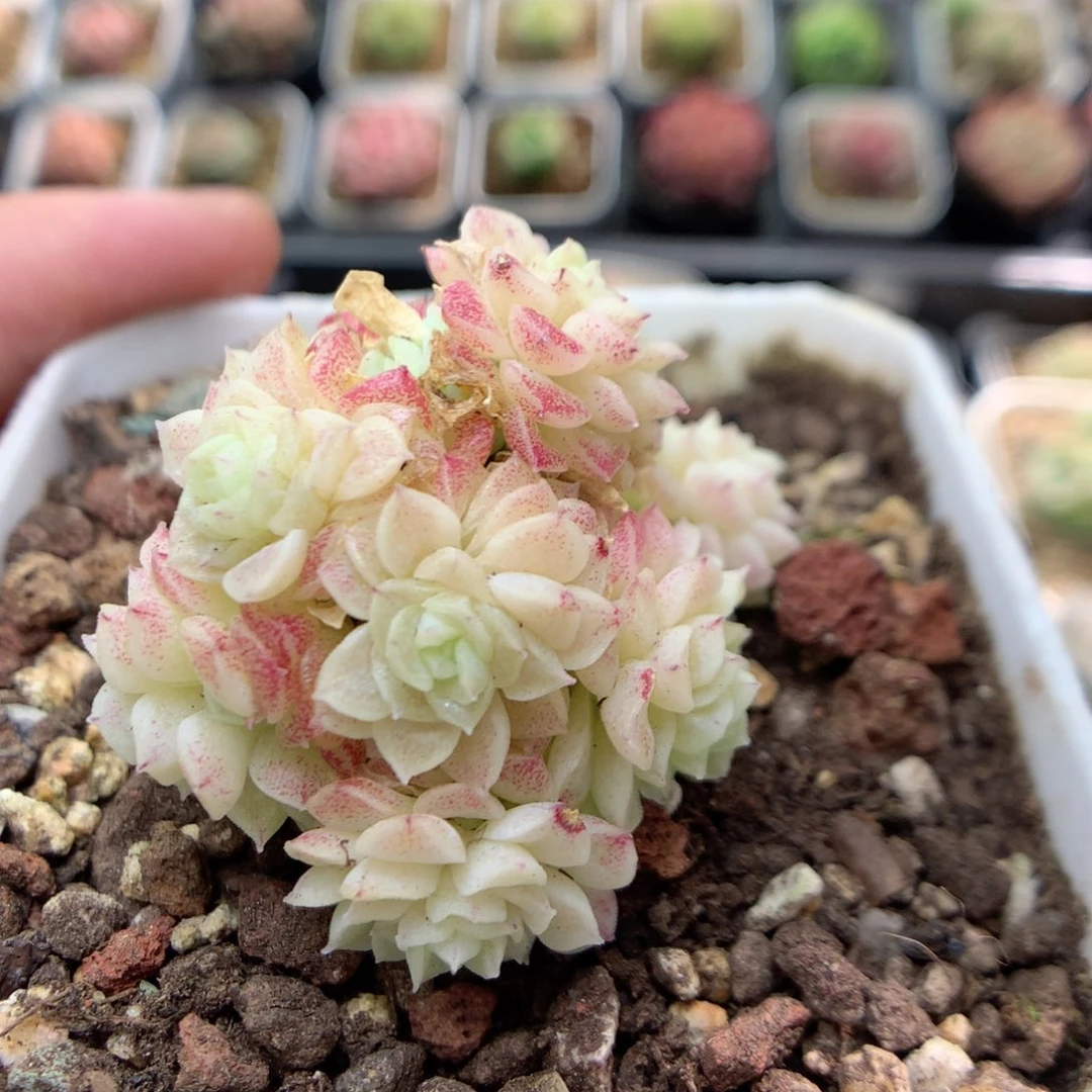 B83新品优选编号小脸朵朵群