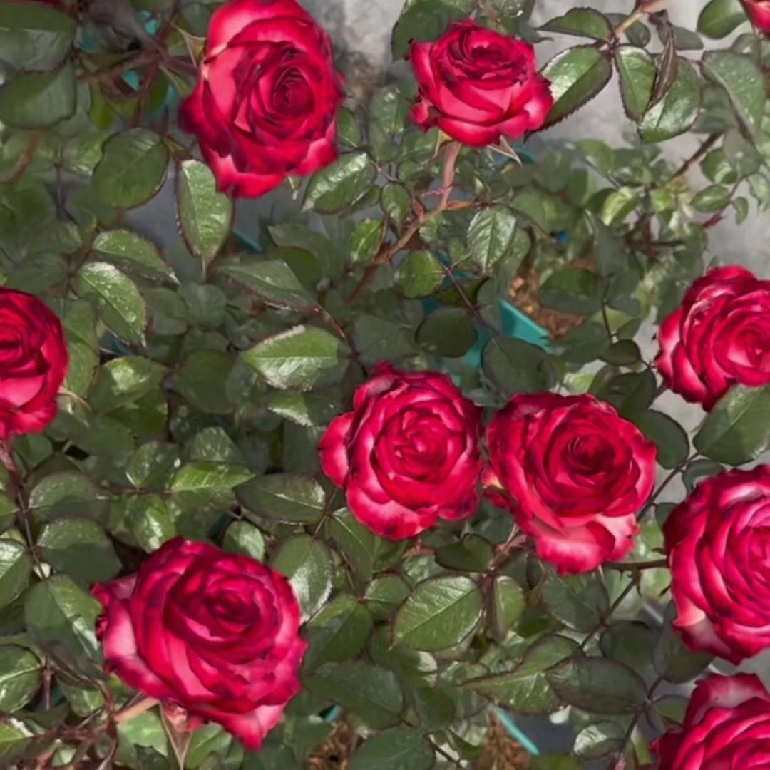 黑暗帝国/鸡尾酒会 超新品进口切花多季节重复开花