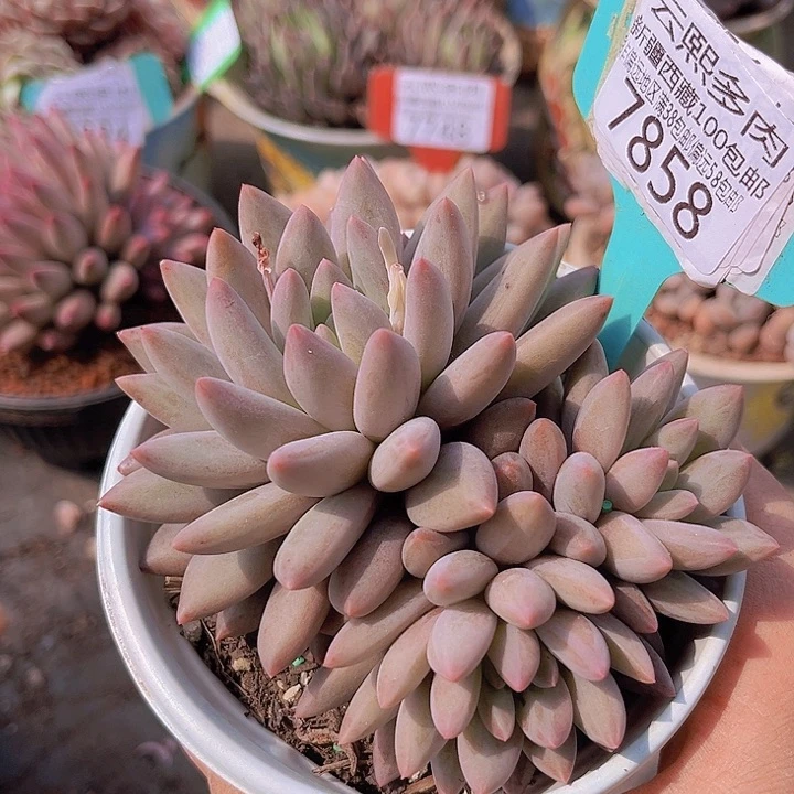 7858红蜻蜓。