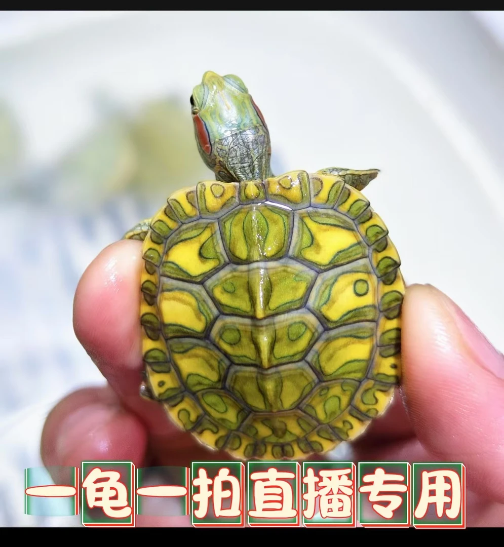 【金金龟业直播专用链接】变异巴西深水观赏龟
