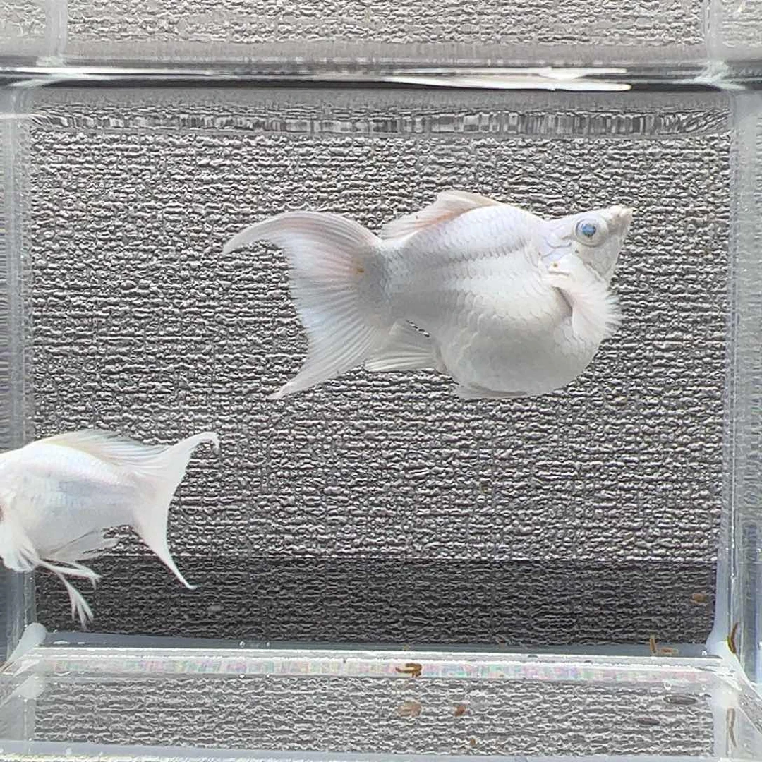 孔雀鱼瓷白钻石眼