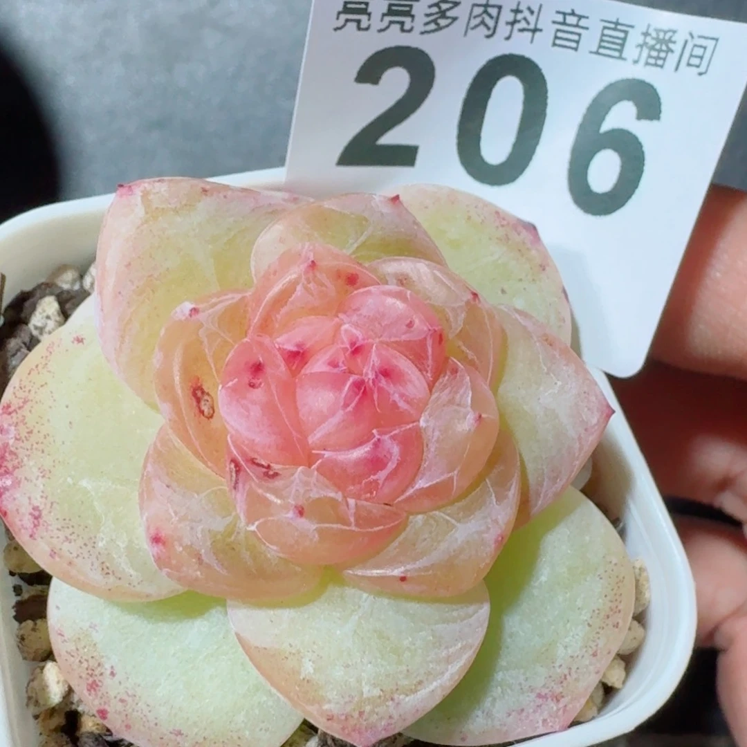 孤品捡漏珍妮 精品多肉
