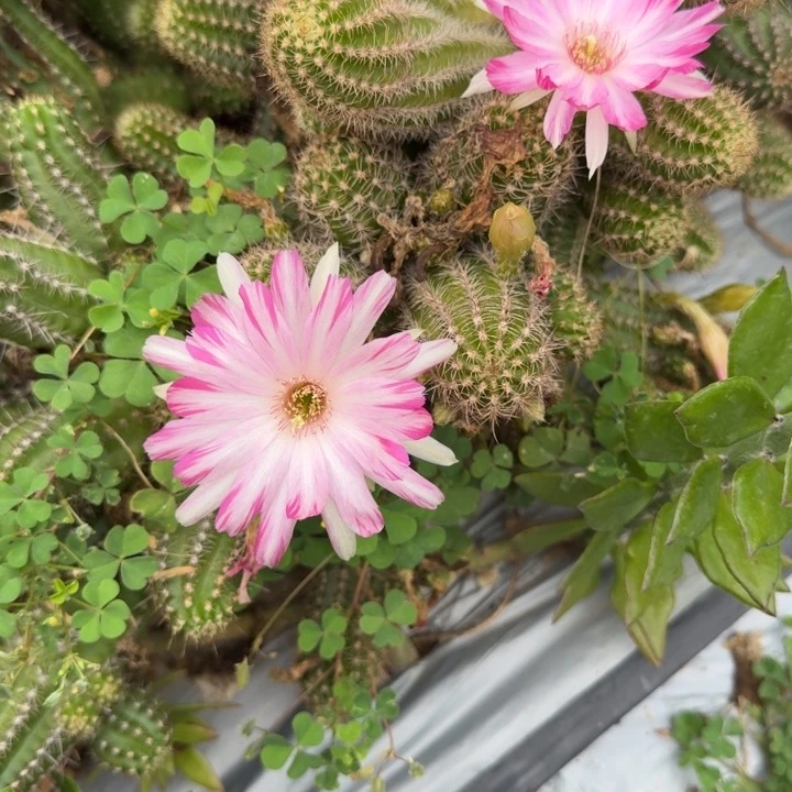 白檀仙人掌792侧芽一个