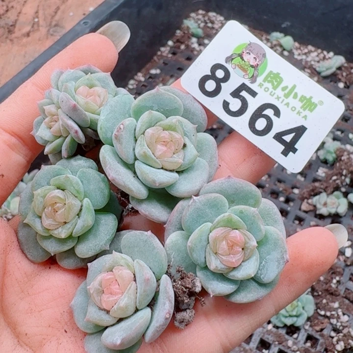 多肉植物多肉植物