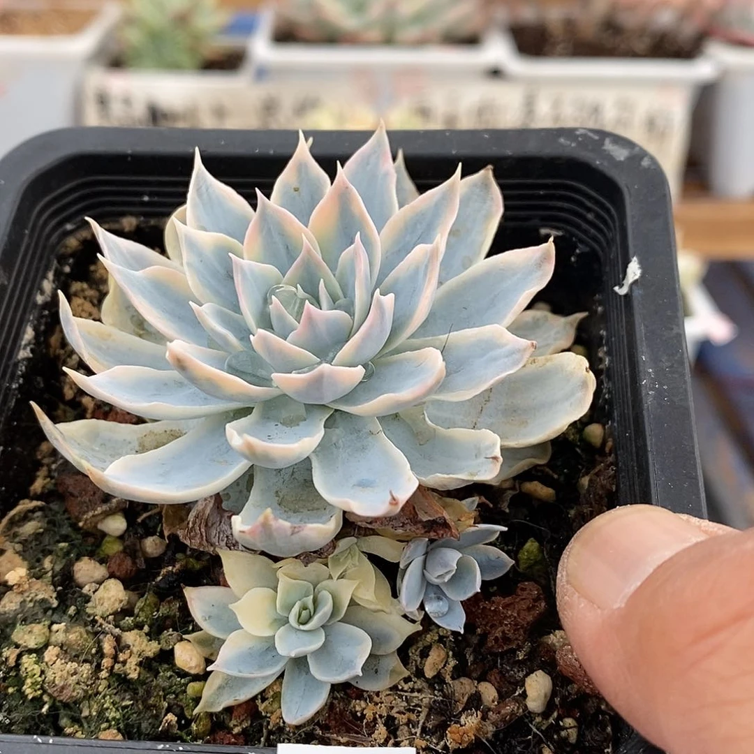 15251 皮氏锦带崽