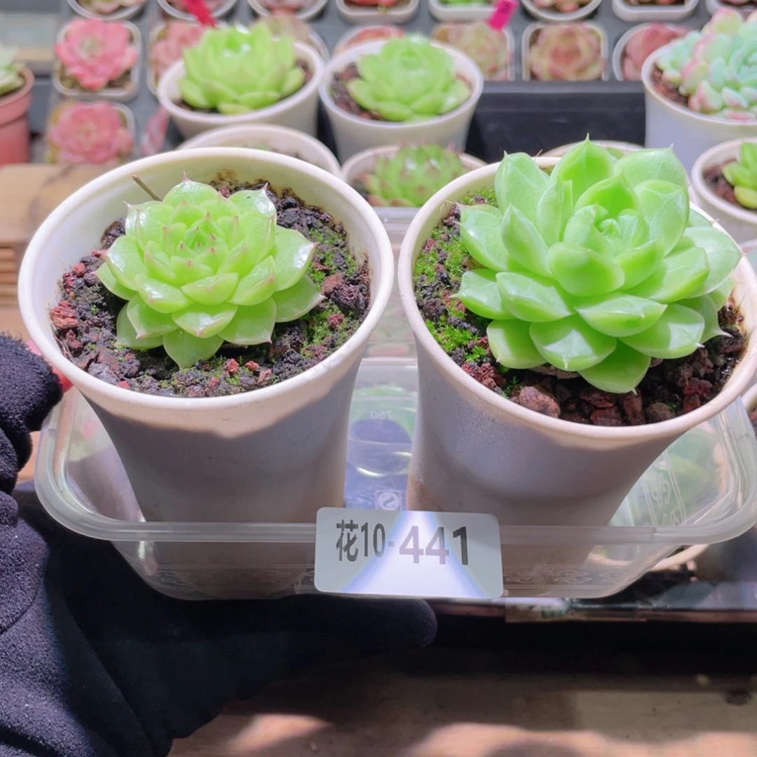 花利美10-441麦秆2颗