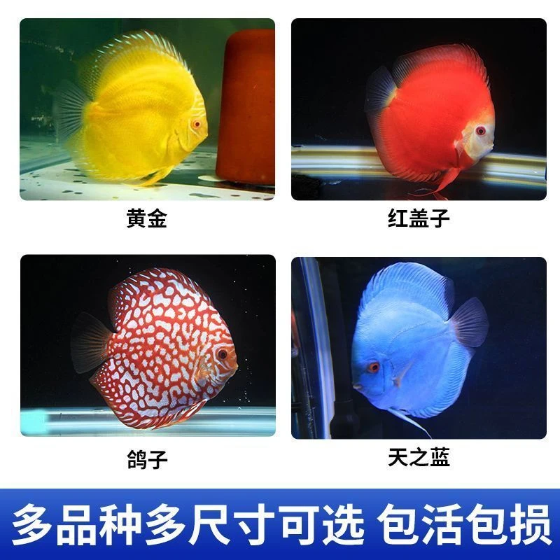 七彩神仙鱼热带观赏鱼淡水活体四条套餐