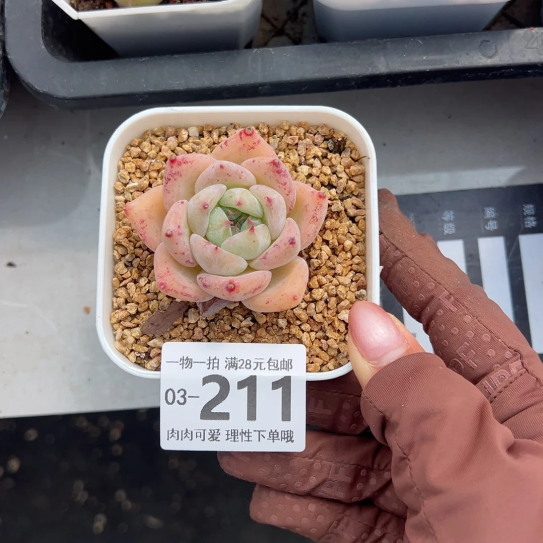 白拉糖，多肉多肉多肉多肉