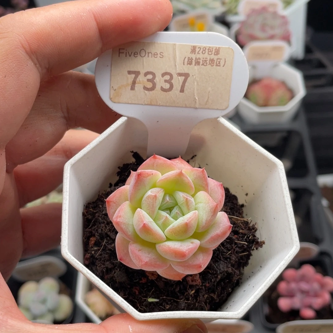 美梦7337-3.5厘米