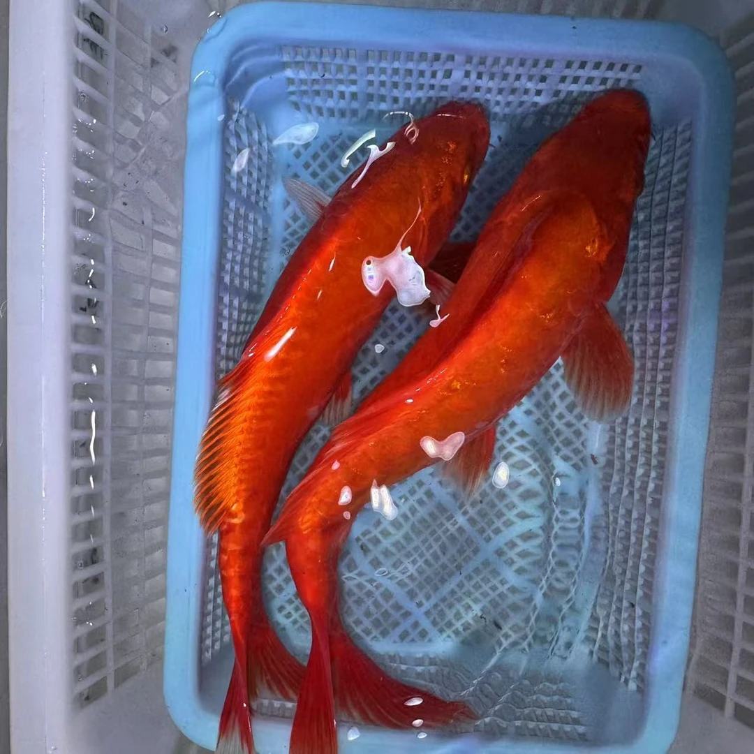 【两条装】17-22厘米牡丹德系锦鲤钱串子少鳞无鳞观赏鱼冷水包邮