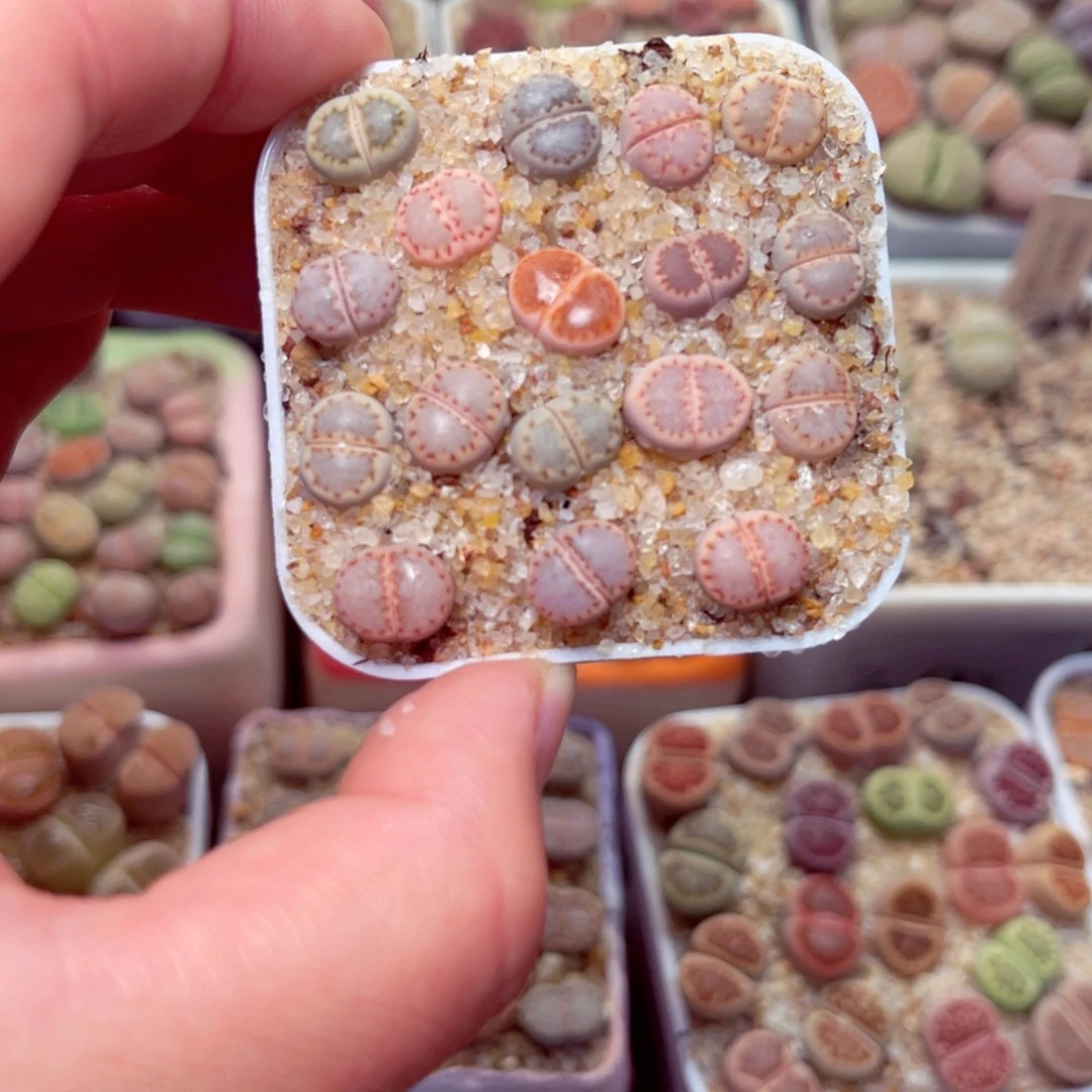 336号带盆包邮发货