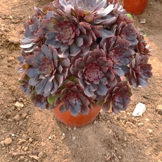 无花朵337多肉植物男爵