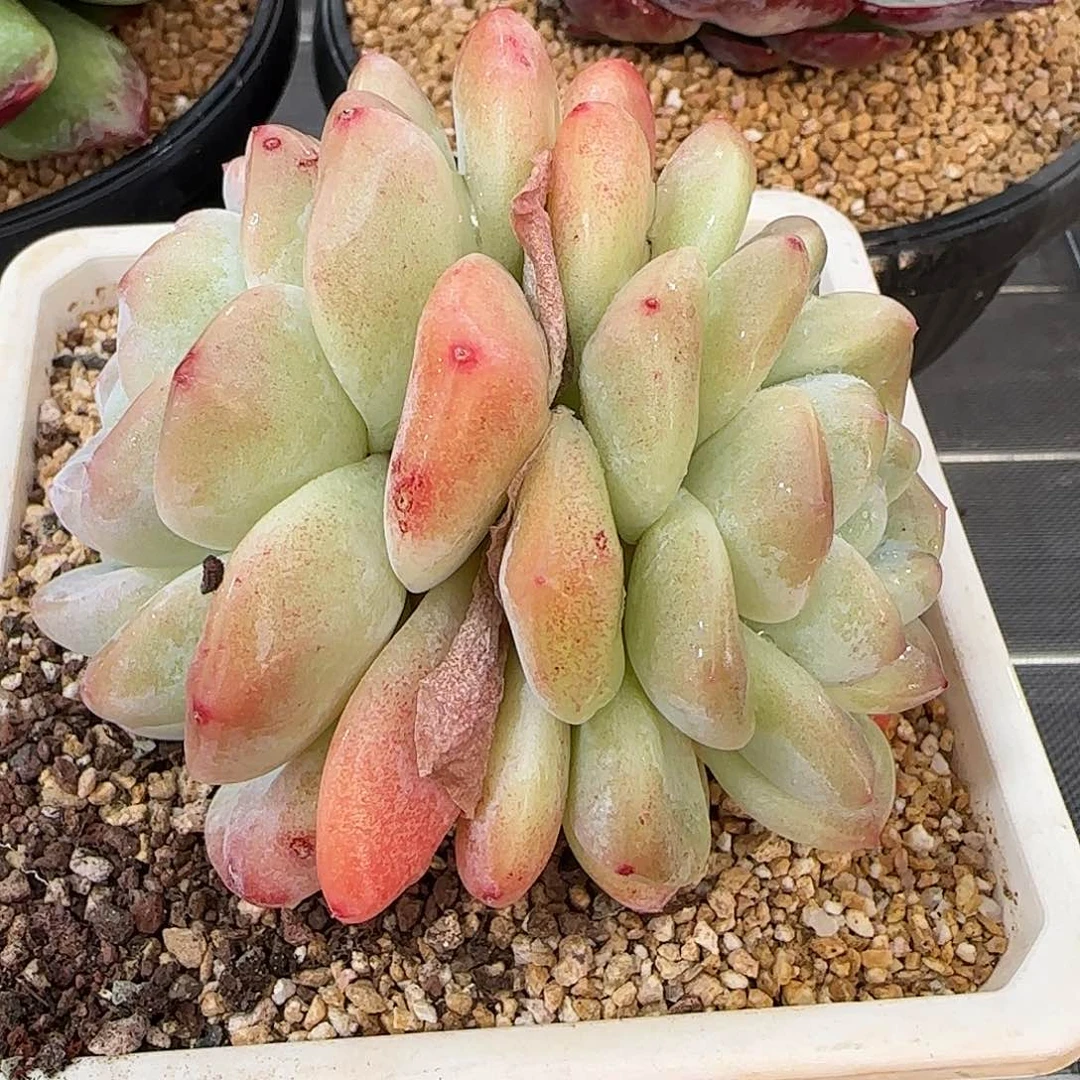 从前慢花园精选冰玉